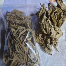 Ricinus Communis Dried Castor