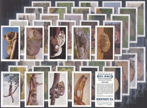Horniman full set wild - horniman, (tea)-full