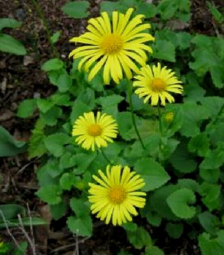 Doronicum little leo - -, pot