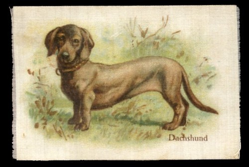 Dachshund smooth german daxi - smooth,