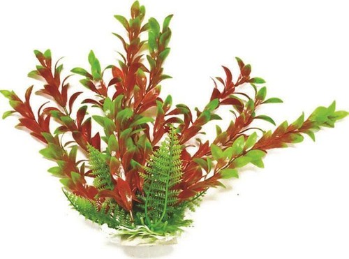 Rotala tall faux - 9, in