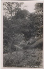 Forest of Dean Woodland Path