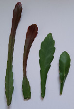 EPIPHYLLUM CACTUS UNROOTED