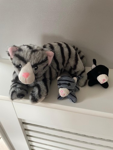 Grey tabby cat - tabby,