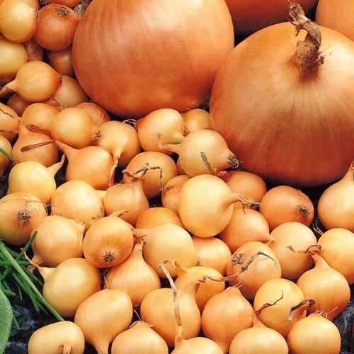 Onion sets stuttgarter - onion,