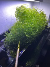 CHAETO ALGAE