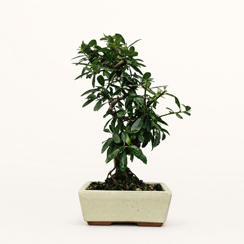 Firethorn bonsai - firethorn,