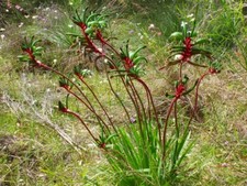 Red green kangaroo - red/green, paw