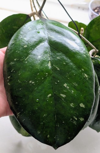 Hoya joy node - joy,, 1-node,