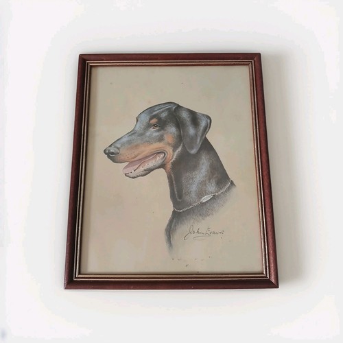 Doberman pinscher dog - pinscher,