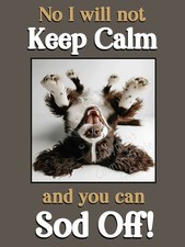 Springer Sprocker Spaniel