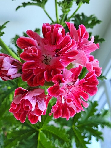 Madame nonin scented - madame,