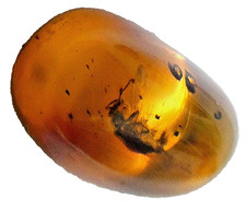 Genuine Baltic Amber with Rare