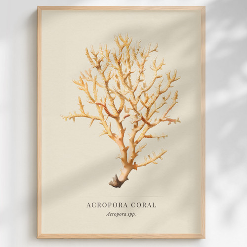 Acropora coral print - coral,