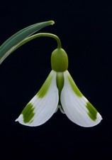 Galanthus 'Veronica Cross'
