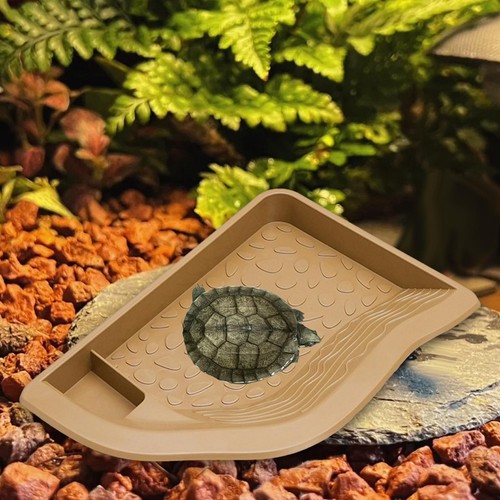 Tortoise water bowl - bowl, reptile