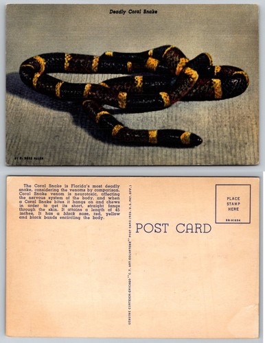 Deadly coral snake - coral,
