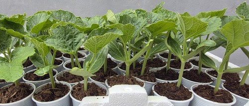 Bottle gourd বড় - bottle,