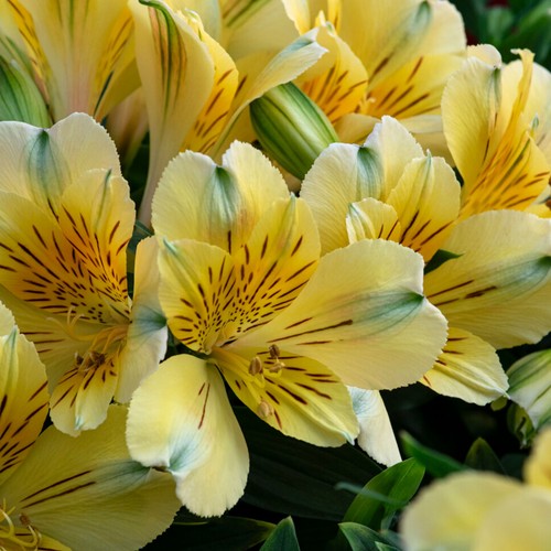 Alstroemeria inticancha havana - alstroemeria,