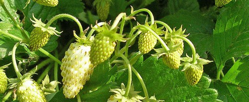 Alpine yellow wild strawberry - alpine,