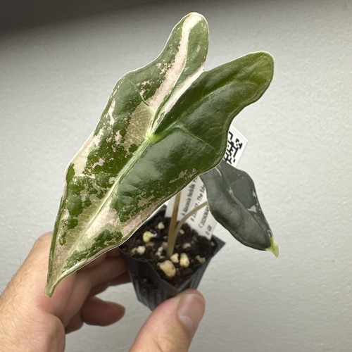 Alocasia nobilis pink - nobilis,