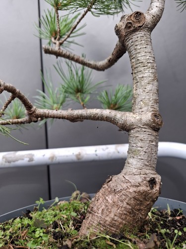 Large chunky japanese white - japanese,