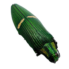 Green Jewel Beetle (Catoxantha