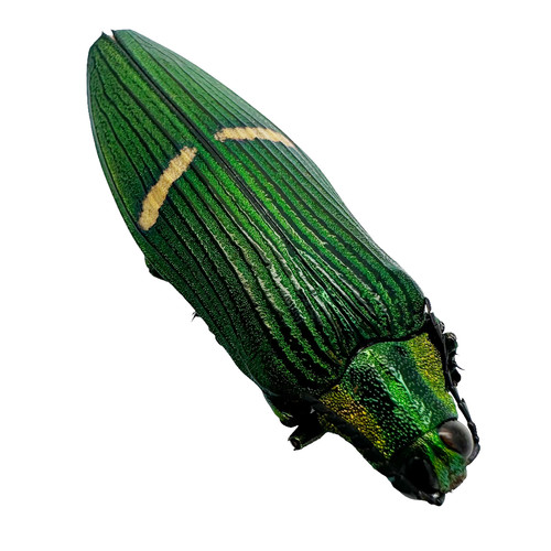 Green jewel beetle catoxantha - green, (catoxantha