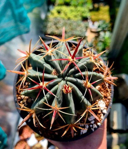 Ferocactus latispinus cactus - latispinus,