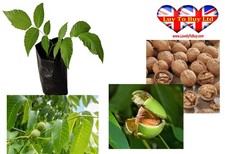 English Walnut