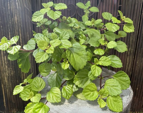 Swedish ivy rare houseplant - ivy,