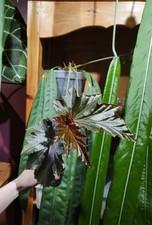 Begonia Irene Nuss
