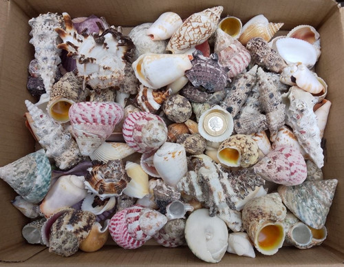 8kg mixed sizes species - 1.8kg,