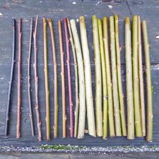 20 x 20cm (8") Mixed Varieties