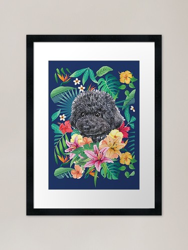 Tropical black toy poodle - tropical,