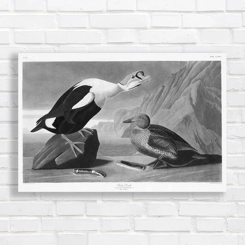 Vintage waterfowl iconic - vintage,
