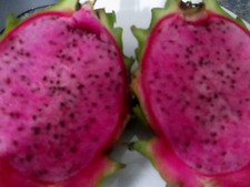 GROW YOUR OWN PURPLE DRAGON