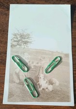 Unusual Original Real Photo Postcard 3 Dogs 'having a picnic' 2 Taxidermy?