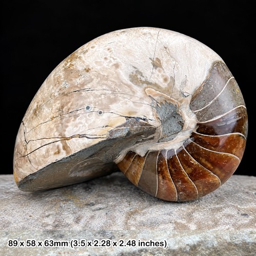 Nautilus fossil cretaceous - nautilus,