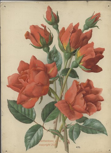 Flower watercolour rose hawa - flower,