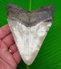 Megalodon Shark Tooth Real