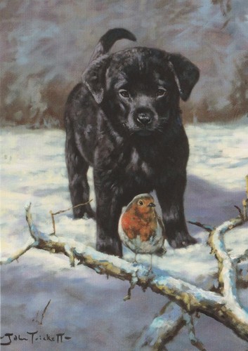 Black labrador puppy dog - black,