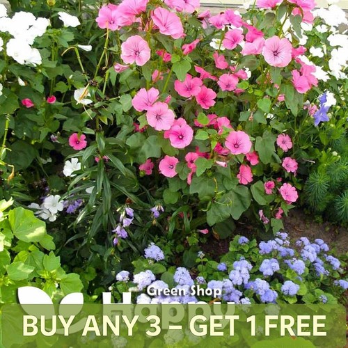 Rose mallow mix - rose, 300