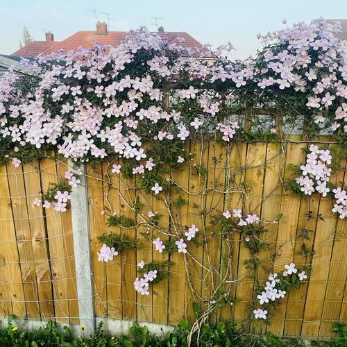 Scented clematis montana - scented,