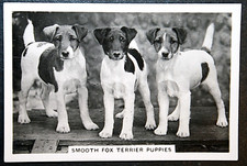 SMOOTH FOX TERRIER  Puppies  Vintage 1939 Photo Card  GE28MS