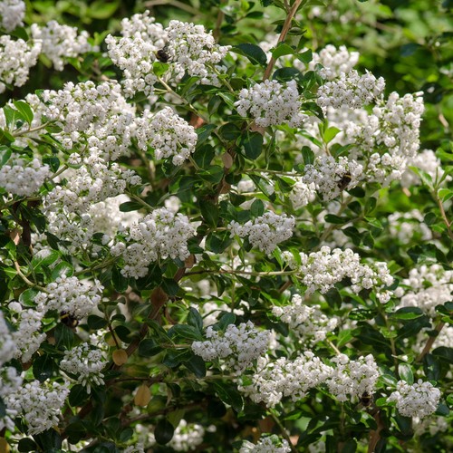 Escallonia iveyi bushy - escallonia,