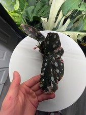 Rare Begonia Maculata Pink