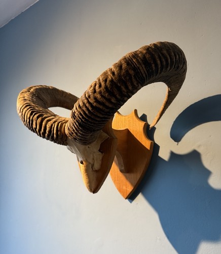 Mouflon ram skull - mouflon, xl