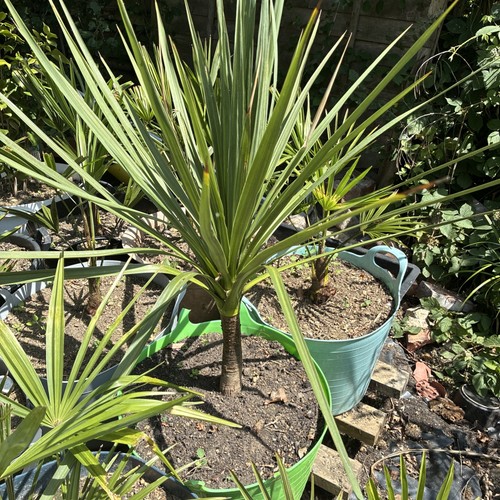 Cordyline australis palm - cordyline,