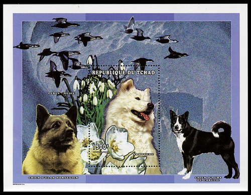 Elkhound norwegian samoyed - elkhound,